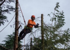 Boomverzorging Sneek